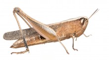 Brown Winter Grasshopper