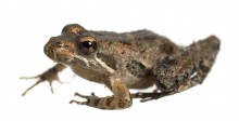 Florida Cricket Frog