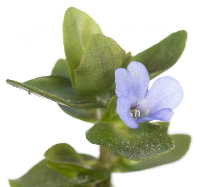 Blue Waterhyssop (Bacopa caroliniana)