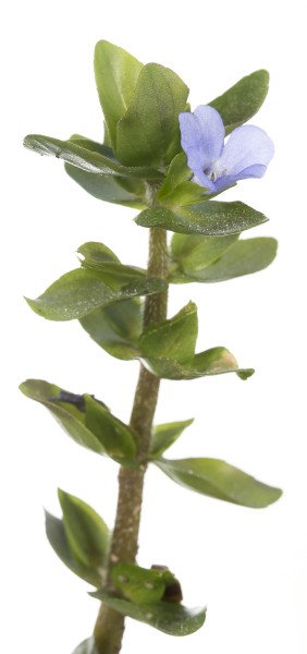 Blue Waterhyssop (Bacopa caroliniana)