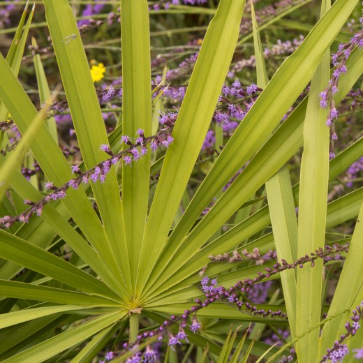 Blazingstar (Liatris sp.) in bloom in pineland.  Withlachoochee State Forest.