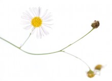 Prairie Fleabane