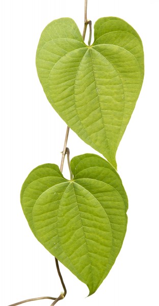 Air Yam (Dioscorea bulbifera).  Invasive