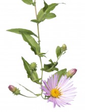 Climbing Aster