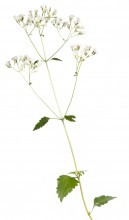 Lateflowering Thoroughwort