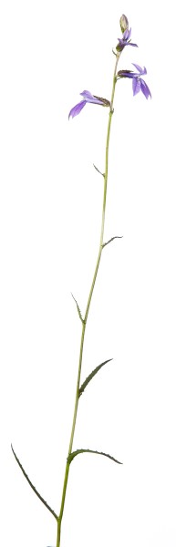 Glade Lobelia (Lobelia glandulosa)