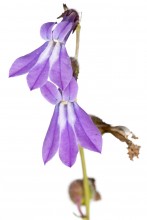 Glade Lobelia