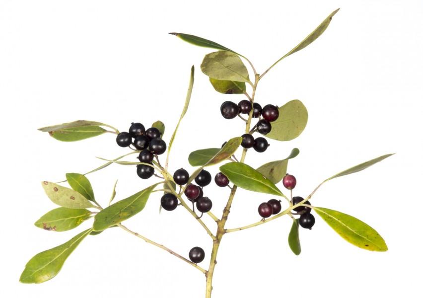 Inkberry (Ilex glabra)