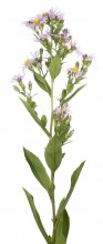 Marsh American-Aster