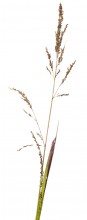 Beaked Panicgrass