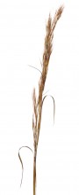 Broomsedge Bluestem