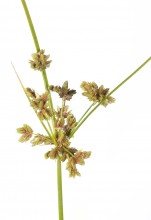 Tropical Flatsedge