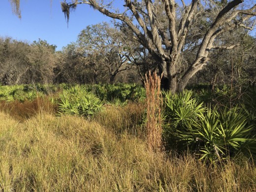 Fall Grasses and palmettos under oaks.