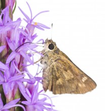 Whirlabout Skipper