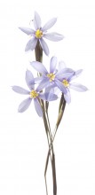 Jeweled Blue-eyed Grass