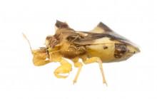 Jagged Ambush Bug