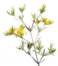 Peelbark St. Johnswort