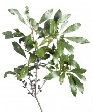 Wax Myrtle