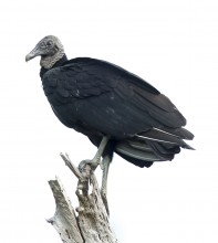 Black Vulture