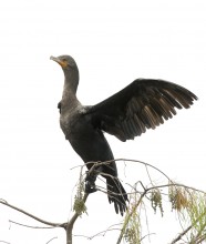 Double-crested Cormorant