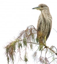 Black-crowned Night-Heron