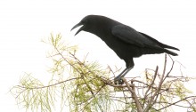 American Crow