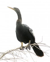 Anhinga