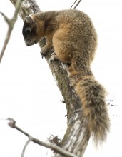 Big Cypress Fox Squirrel