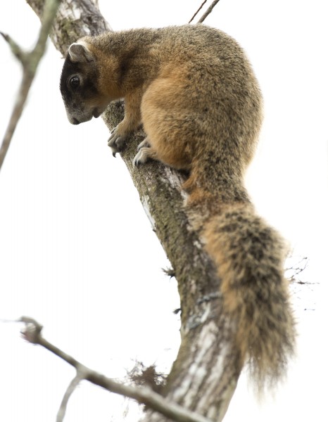 Big Cypress Fox Squirrel (Sciurus niger avicennia)