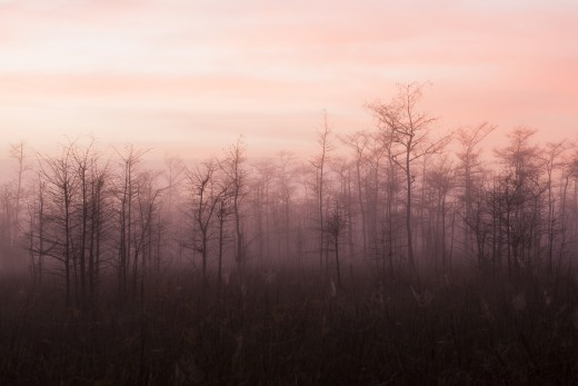 Predawn fog through bare cypress.  Big Cypress National Preserve