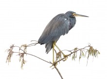 Tricolored Heron