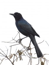 Boat-tailed Grackle