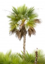 Everglades Palm