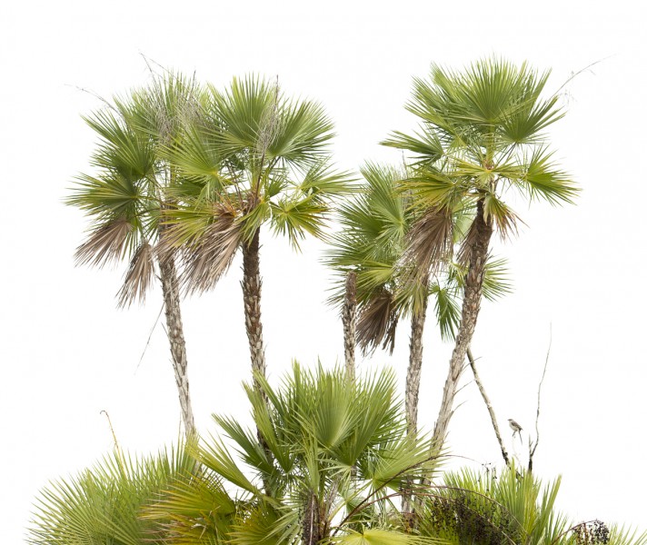 Everglades Palm (Acoelorrhaphe wrightii)