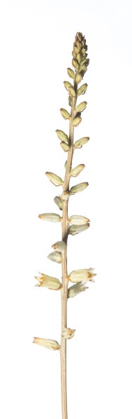 Bracted Colicroot (Aletris bracteata).  Endangered