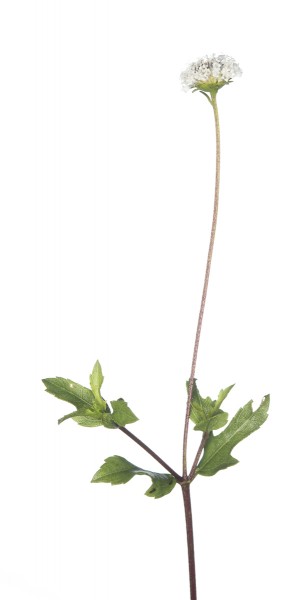 Snow Squarestem (Melanthera nivea)