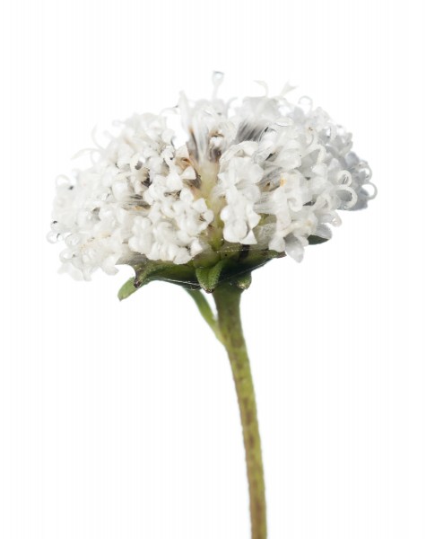 Snow Squarestem (Melanthera nivea)
