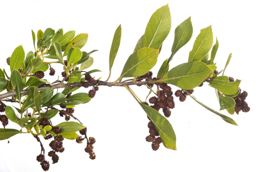 Buttonwood (Conocarpus erectus)