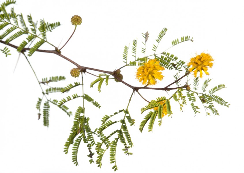 Pineland Wattle (Acacia pinetorum)