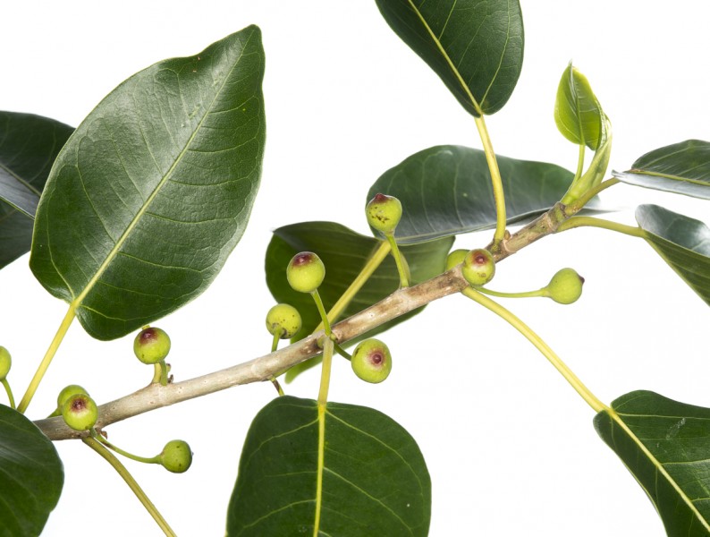 Wild Banyantree (Ficus citrifolia)