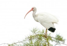 White Ibis