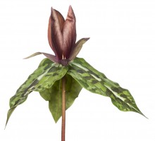 Longbract Wakerobin (Trillium underwoodii)