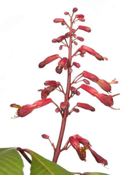 Red Buckeye (Aesculus pavia)