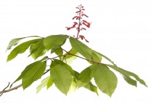 Red Buckeye