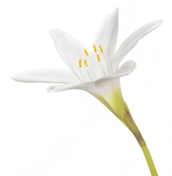 Atamasco Lily (Zephyranthes atamasca)