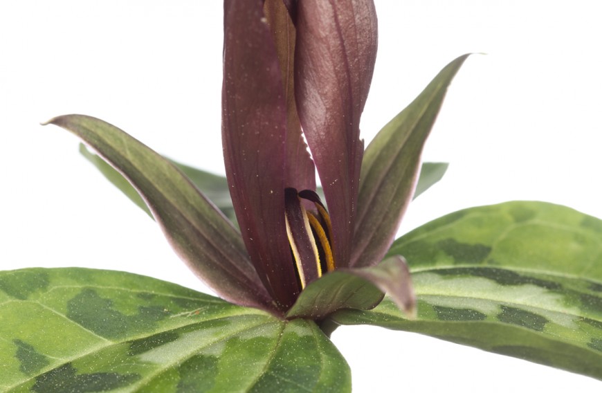 Longbract Wakerobin (Trillium underwoodii)