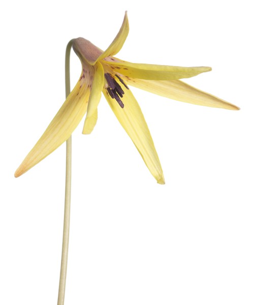 Dimpled Troutlily (Erythronium umbilicatum)