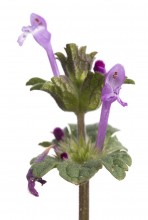 Henbit Deadnettle