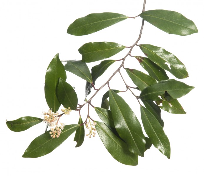 Carolina Laurelcherry (Prunus caroliniana)