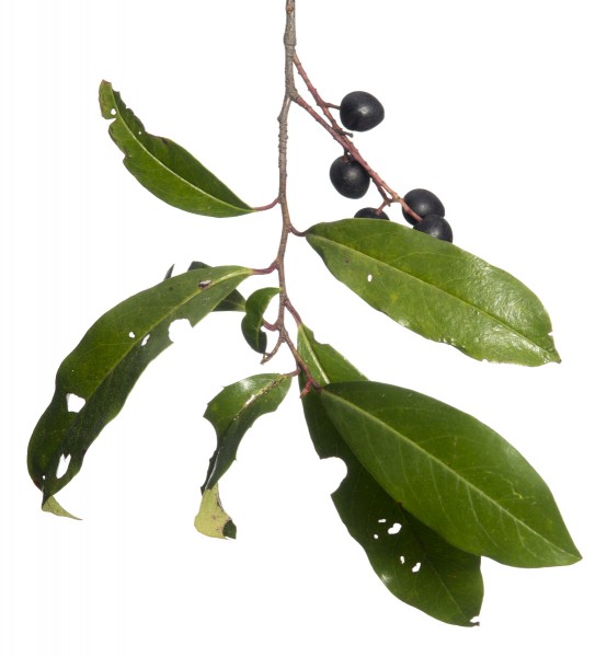 Carolina Laurelcherry (Prunus caroliniana)